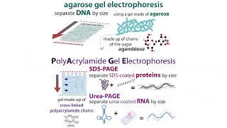 Gel electrophoresis types amp choices agarose vs PAGE  buffer systems denaturing etc [upl. by Corydon]