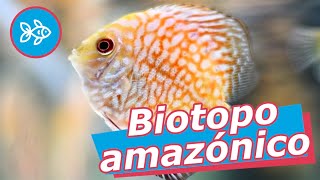 BIOTOPO del AMAZONAS · PECES para ACUARIO amazónico [upl. by Kean741]