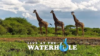 Rock Hyrax Elephants amp Birds  Live At The Waterhole [upl. by Gran442]