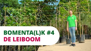 BOMENTALK 4  De Leiboom [upl. by Neall]