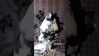 American fantail pigeon shortsfeed shorts kabutor pigeon shortsvideo [upl. by Aggi]