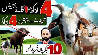 1 cow ki qimat main 10 goats a jati hain  goat farming [upl. by Ailecra]