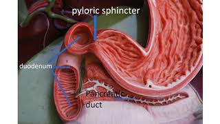 Medical terms 11 Gastrointestinal system [upl. by Vierno]