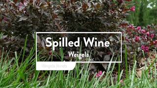 Weigela Spilled Wine [upl. by Parrie]