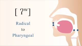 ʔʷ  unvoiced unaspirated labialized radical pharyngeal stop [upl. by Dronel]