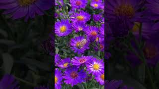 Asters vs Mums nativeplants mums fallgarden [upl. by Evad]