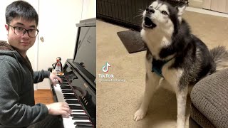 Pitch Perfect Husky Dog sings a Grand Concerto [upl. by Rizan]