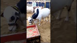 Mashallah Qurbani cow lovepetsa youtubeshorts animals viral trending mandi pet [upl. by Enelyw]