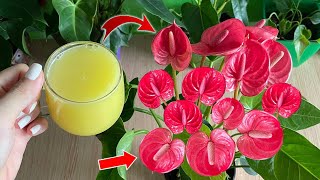 Just 1 cup under the root Anthurium has never grown and flowered so quickly  Natural Fertilizer [upl. by Howlend]