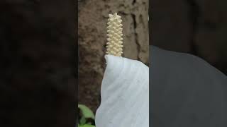 Spathiphyllum montanum flower  happy through  beautiful flowers  beautiful through [upl. by Coniah]