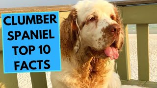 Clumber Spaniel  TOP 10 Interesting Facts [upl. by Kcired155]