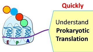 Translation in prokaryotes  Protein synthesis in prokaryotes [upl. by Lad]