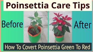 Poinsettia Care  How To Convert Poinsettia Green to Red colour [upl. by Ahl]