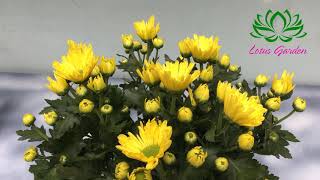 How to grow and care for chrysanthemums in pots at home [upl. by Richma]