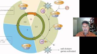 Cell Cycle Cell Signaling and Disease Explained Clearly [upl. by Somisareg]