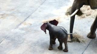 Elefanten Baby Kibali Tiergarten Zoo Schönbrunn Loxodonta africana Lumix fz82 neu [upl. by Pacificas862]