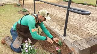 Preparando canteiro com limitador de grama pra plantio de flores de estação [upl. by Mylan]