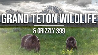 Grizzly 399 amp Wildlife in Grand Teton  Finding Grizzlies amp Wildlife in Tetons Yellowstone 4K [upl. by Amann734]