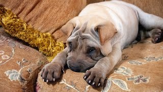 Meet the Chinese SharPei An Unforgettable Breed [upl. by Procora]