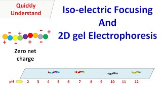 Isoelectric Focusing and 2D gel electrophoresis [upl. by Dnartreb]