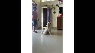 Watch this Lhasa Apso puppy Grow👆  Dog playing with Baloon🎈  Dog BDay Celebration  whitedog [upl. by Sidnal87]