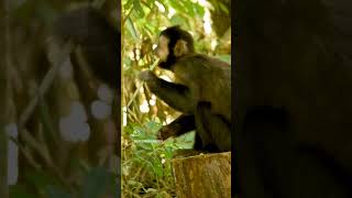 MONO CAÍ Sapajus nigritus – Parque Nacional Iguazú  BUSCANDO FAUNA [upl. by Macintyre]