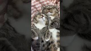 Kittens Loud Purring and Jungle Gyms cats cat catlover catlovers cute adorable [upl. by Augustina665]