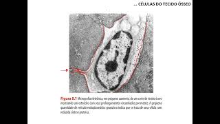 Tecido ósseo  parte 1 [upl. by Aicetel]