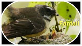 Cute New Zealand Fantail Bird Nest  Eggs  Fledgling in 3 Minutes [upl. by Itak]