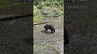 Grizzly Bear fishing… [upl. by Atnohs83]