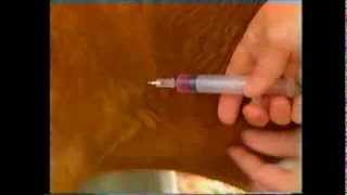 How to give a subcutaneous injection to a goat [upl. by Reichel]