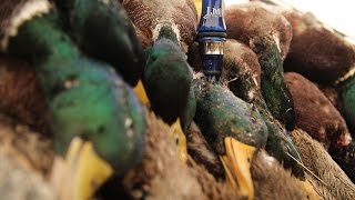 Duck Hunting Mallards In The Swaths  Fowled Reality [upl. by Alleuqahs36]