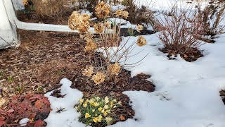 What Happens to Early Spring Bulbs with a Foot of Snow Minnesota Zone 5a [upl. by Alan554]