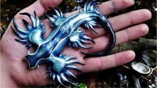 The Blue Sea Dragon Glaucus Atlanticus [upl. by Ihana414]