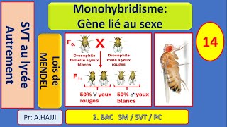 Lois statistiques Monohybridisme avec gène lié au sexe [upl. by Everara]