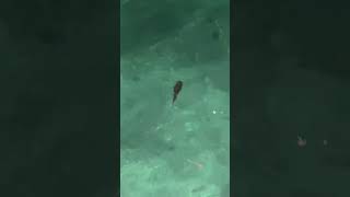 Title Incredible Squid Sighting at Tioman Island A Rare Underwater Encounter [upl. by Wadsworth]