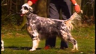 English Setter  AKC Dog Breed Series [upl. by Ayidah]