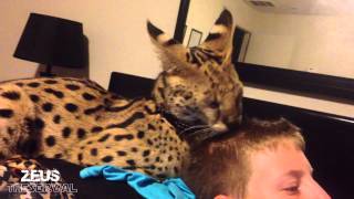 When a Serval Licks  Big Cats [upl. by Ydospahr368]