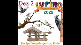 Lupino 2025  19 Ein Spatzenjahr geht zu Ende [upl. by Kast]