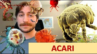 Acari Mites and Ticks  quotSubclassquot Spotlight [upl. by Francisco]