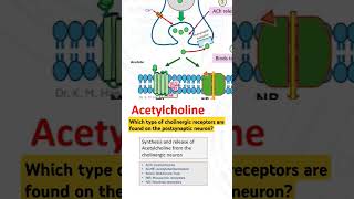 Which type of cholinergic receptors are found on the postsynaptic neuron [upl. by Brion]