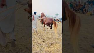 Horse Dance Nankana Shaib 2024 [upl. by Ambie]