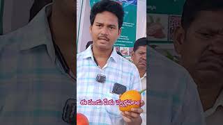 ఈ పండు పేరు స్వర్గఫలం trending telugu Gacfruit news viralvideo wow green agriculture [upl. by Nwahsyar386]