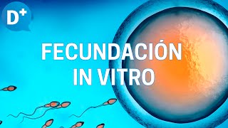 Fecundación in vitro Etapas y resultados [upl. by Keli990]