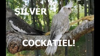 Albino Whiteface and Silver cockatiels [upl. by Va]