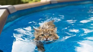 CAT SWIMMING ENJOYING LOOP satisfying adventure [upl. by Leigha263]