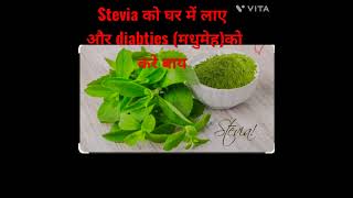 stevia plant Benefits stevia plant sugar free [upl. by Ahsienal273]