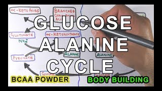 GlucoseAlanine Cycle  Cahill Cycle [upl. by Nnayhs]