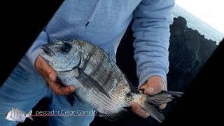 Pesca de Sargos José Silva com César Garrido e António Pinheiro em São Miguel Açores HD [upl. by Ocinom394]