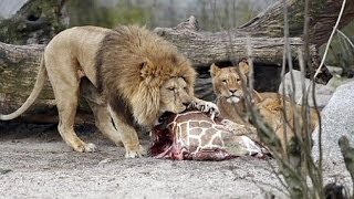 GRAPHIC  Giraffe Marius slaughtered in Copenhagen Zoo fed to lions [upl. by Eremihc651]